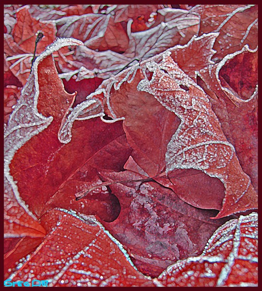 Christmas frosty leaves