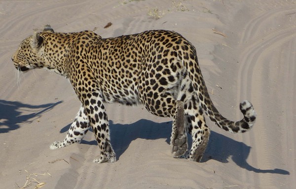 Leopard Crossing a road
