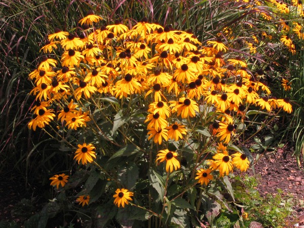 SUNSHINE CONE FLOWERS AT CANTIGNY