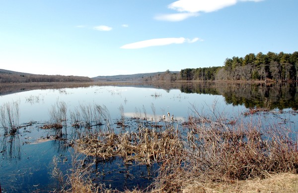 The  Basha Kill Wetland Area ( spring time)