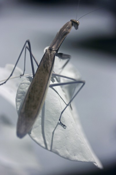 Praying Mantis - Infared