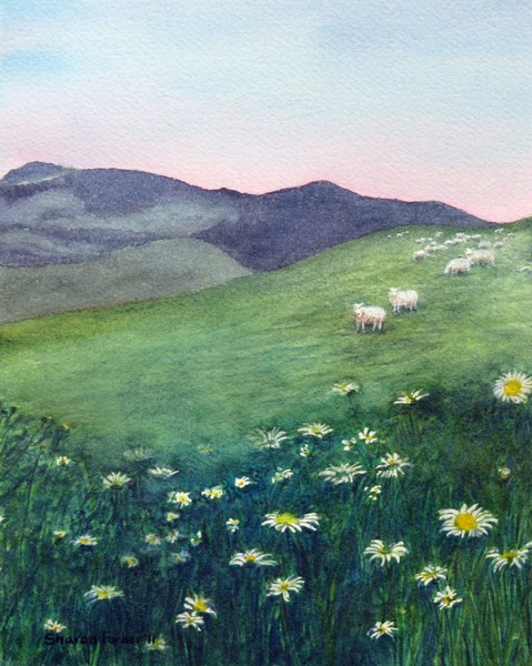 Daisies and Sheep