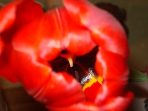 tulip from my yard