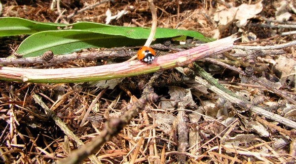 Ladybird