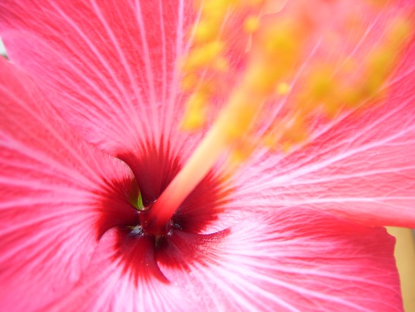 close hibiscus