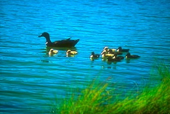 Parent Duck & 9 Ducklings