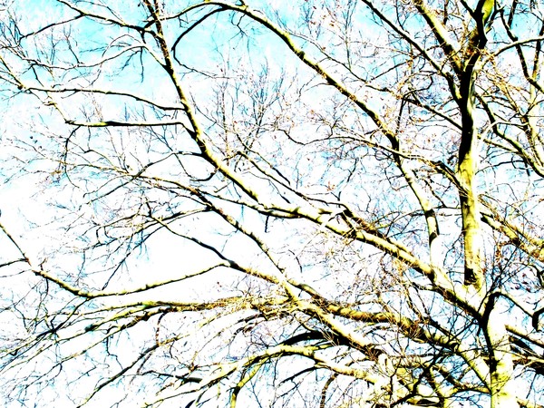 Tree Abstract 02