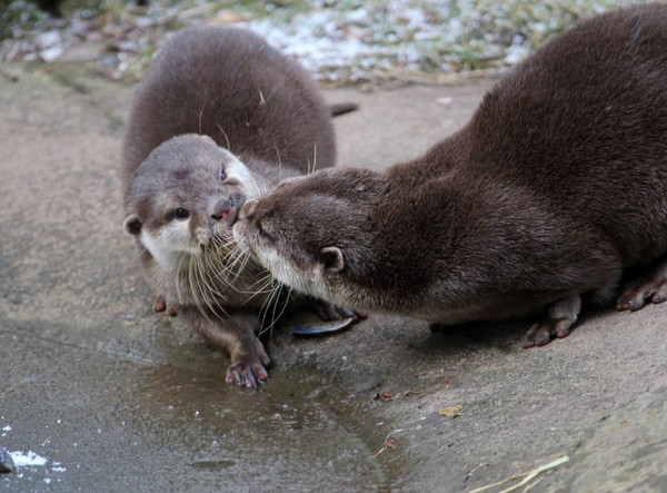 OTTERS KISSING