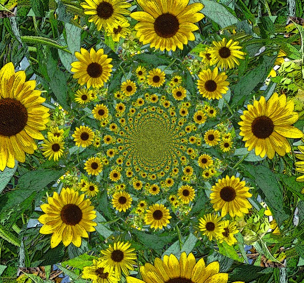Kaleidescope Sunflowers