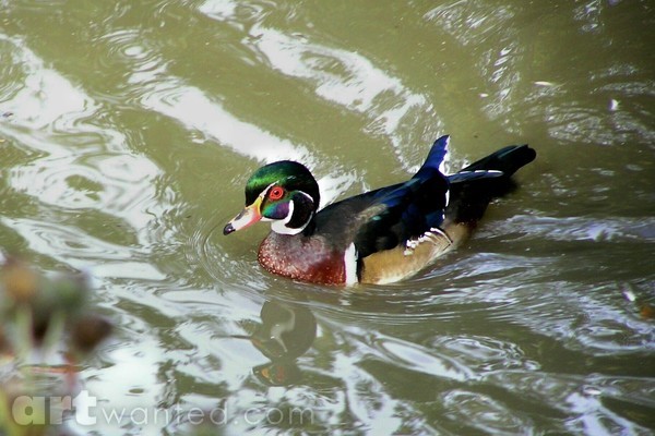 wood duck paddle