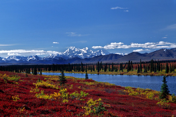 Blueberries and Mt McKinley