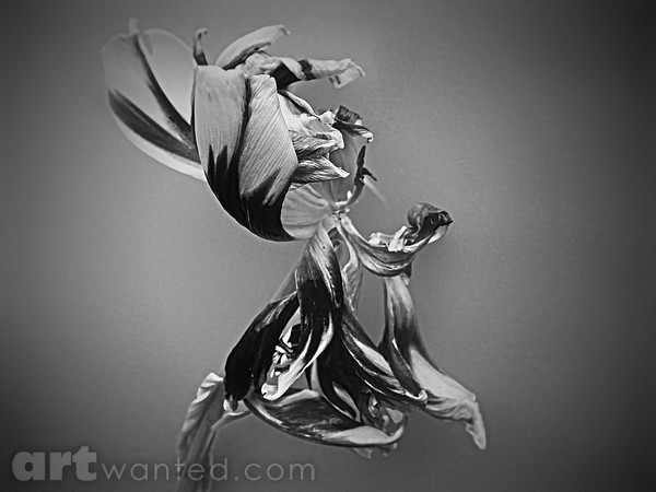 Last days of a Tulip in B&W