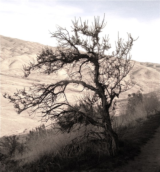 Tree on the hillside