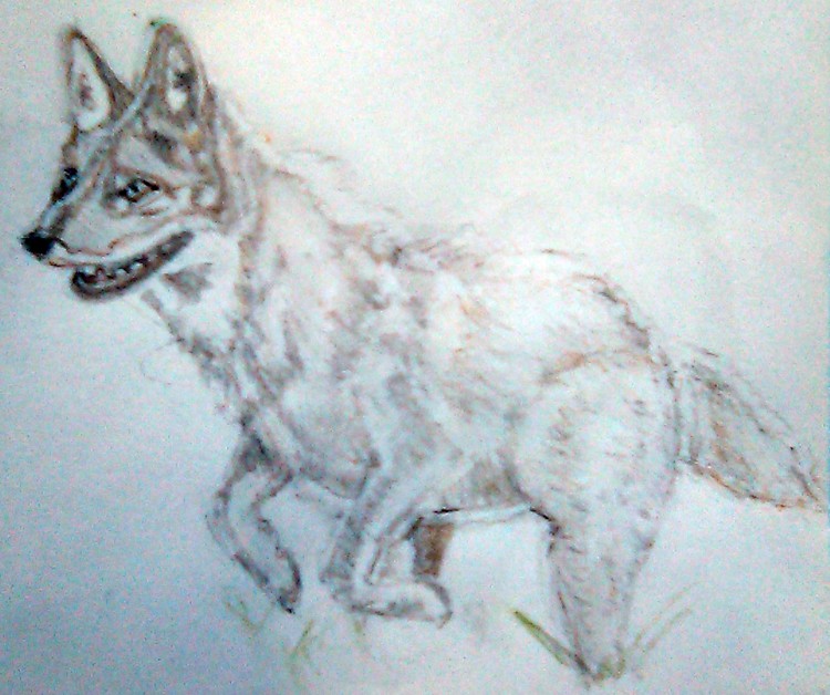 Coyote Drawing