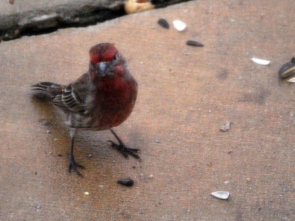 cocky little red bird