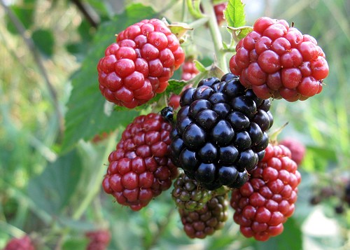 ~~Blackberries~~