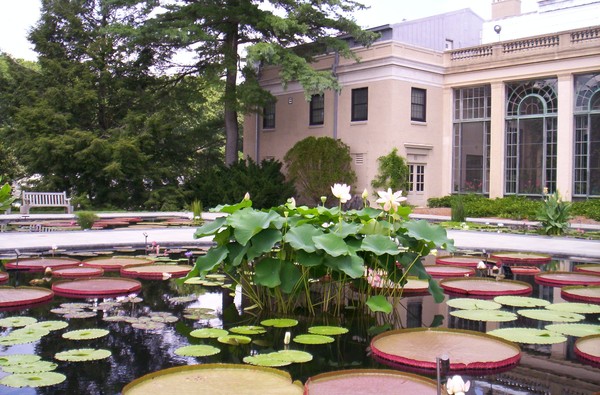 The Elegant Pond