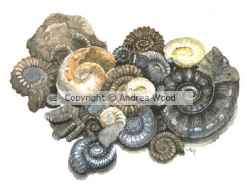 study of ammonite fossils