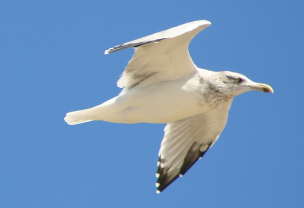 In Flight