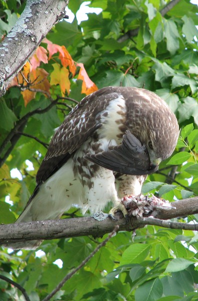 Yearling Female red-tailed hawk