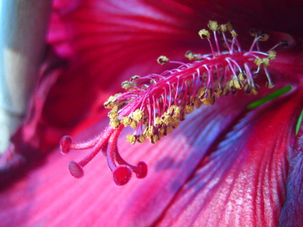 Hibiscus