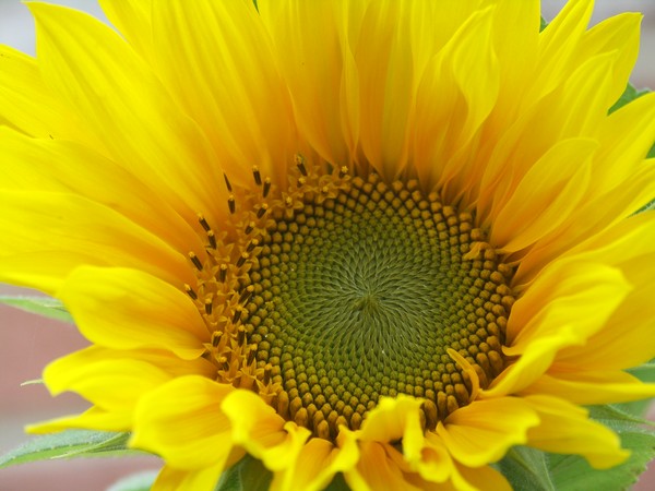 FIRST SUNFLOWERS 1