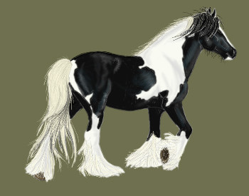 Gypsy stallion 02