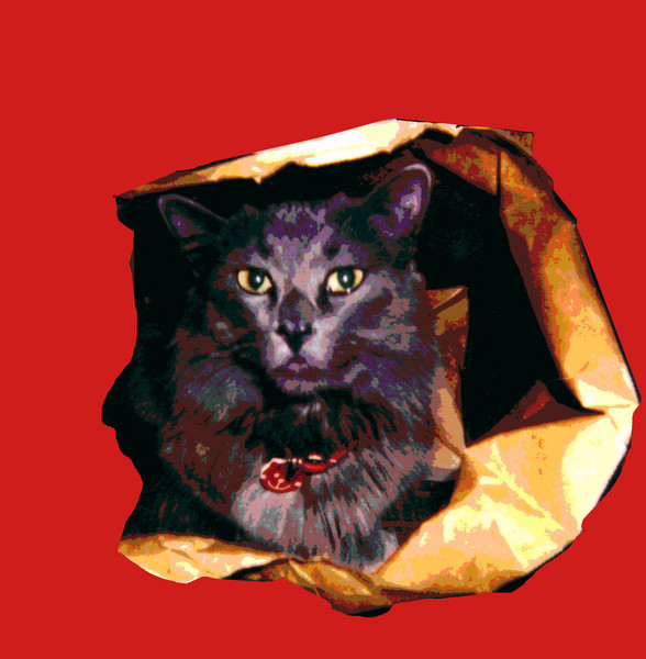 The Cat's In Bag