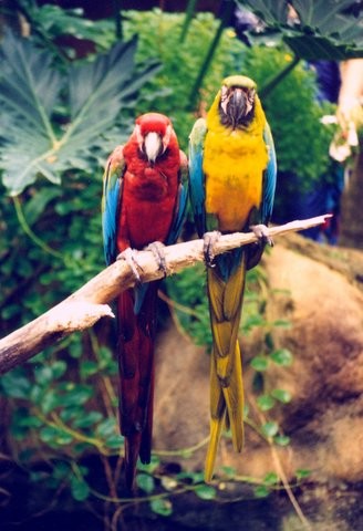Parrot Partners