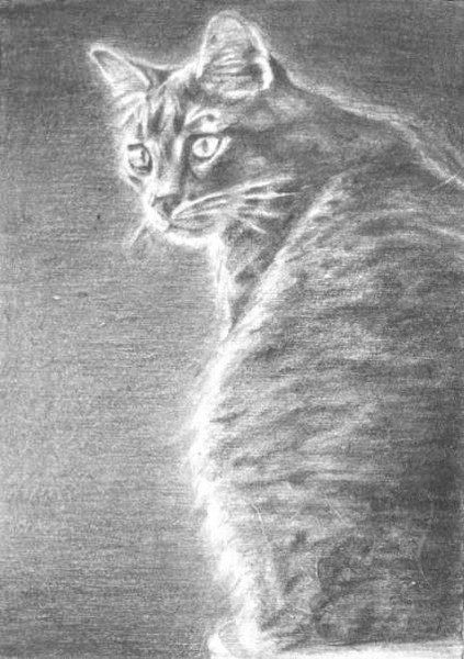 Maebell's Tabby ACEO