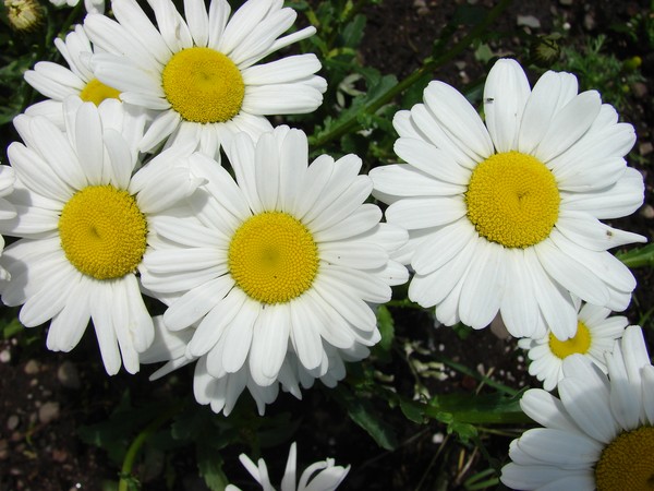 Daisys out of my yard