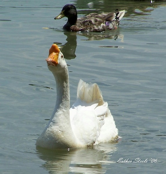 Strange Looking Duck