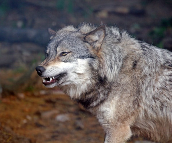 Michigan Grey Wolf