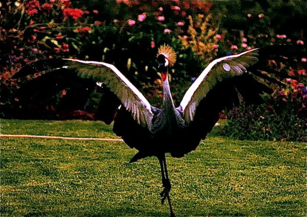 African Crested Crane