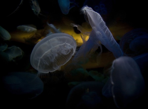 Vegas Jellyfish