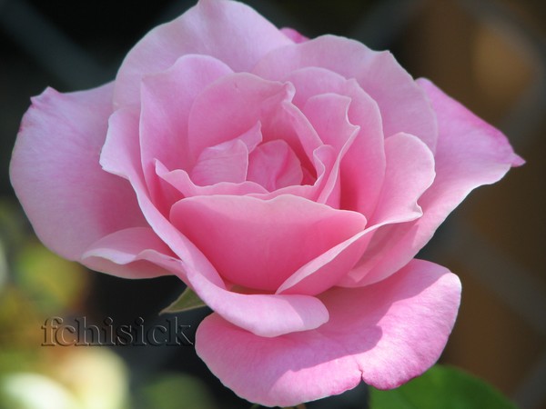 Pink_Rose_