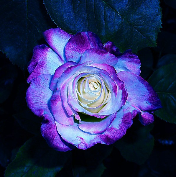 Moonglow Rose