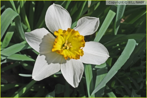 DAFFODIL MACRO