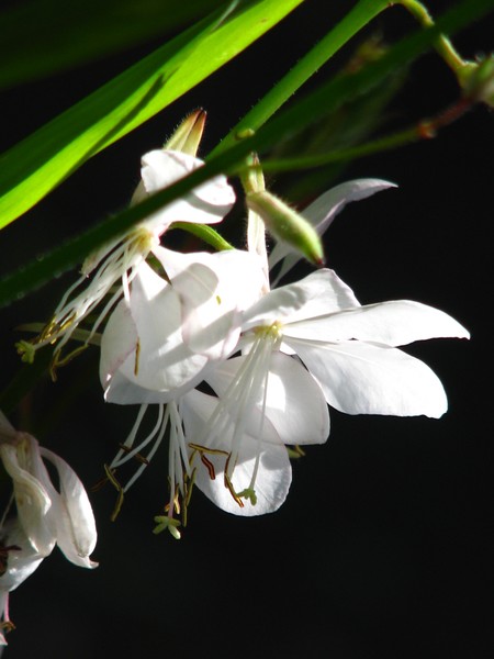 white floras series: