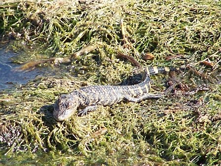 baby gator out sunning