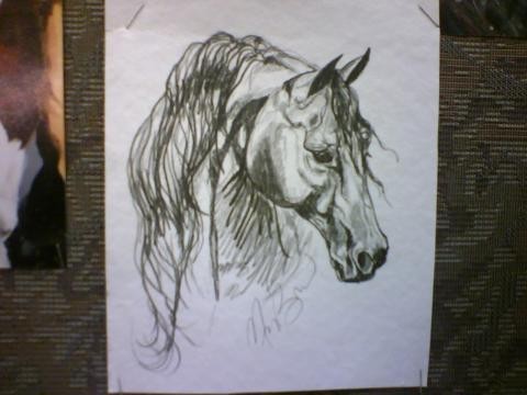 morgan stallion