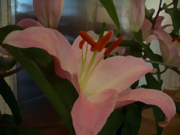 sunday lily in pink