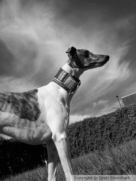 Willoughby Whippet