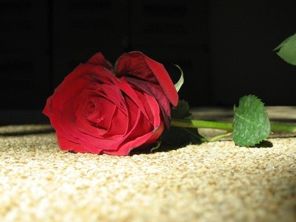 rose in my bedroom
