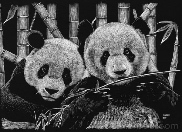 PANDA BEARS