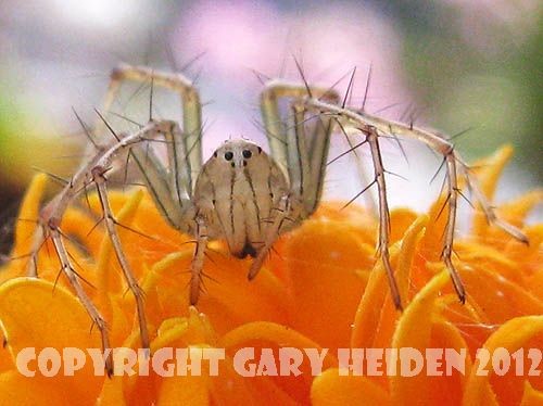 Lynx Spider On Marigold