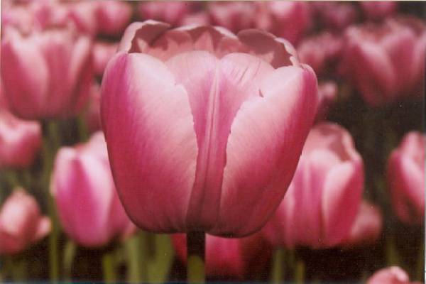 wonderful tulip
