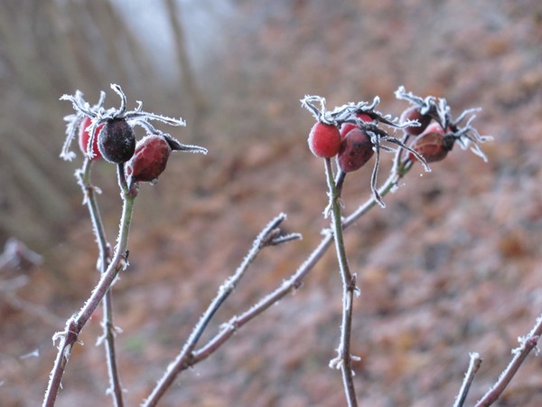 Berries