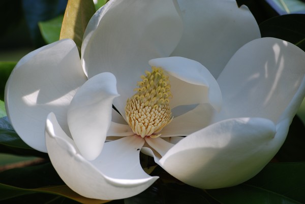 Magnolia in the Shade