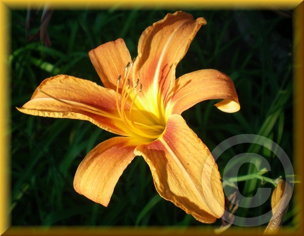 Tiger Lily,   in the sun.... :)